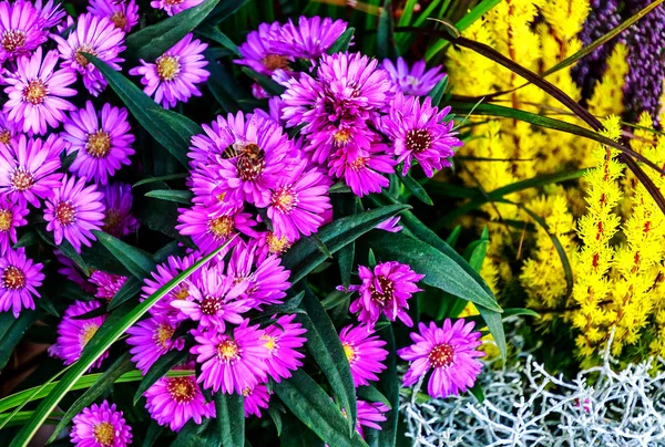 Purple daisy flowers (Aster) and heather (Erica carnea) — Stock Photo, Image