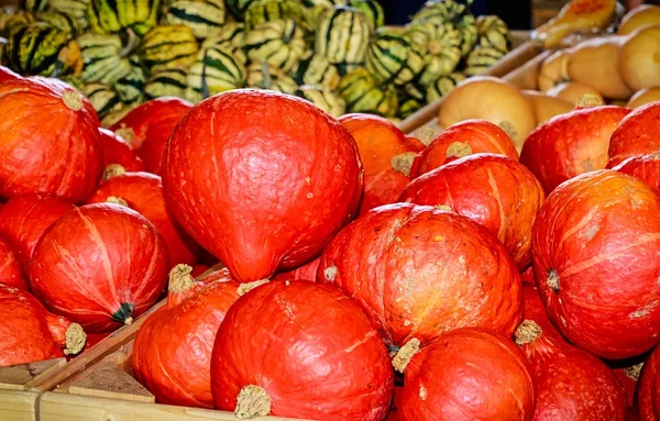 Hokkaido pumpkins also called Red Kuri (Cucurbita maxima) — Stock Photo, Image