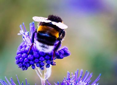Bumblebee mavi çiçek