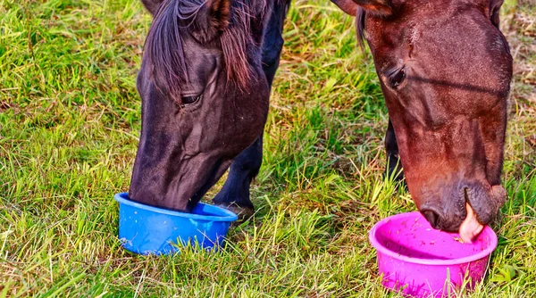 Snack-break voor paarden op de weide — Stockfoto