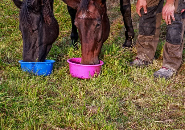 Snack-break voor paarden op de weide — Stockfoto