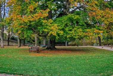 Large Beech tree in autumnal colors in Castle garden of Fulda, Germany clipart