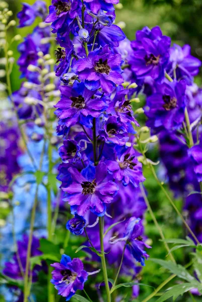 Цветки Delphinium elatum, известные как delphinium — стоковое фото