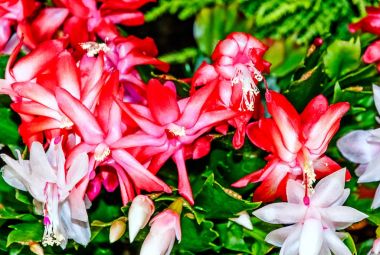 Schlumbergera (Şükran cactus, yengeç kaktüs veya tatil kaktüs çiçek)