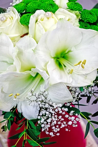 Белый Амариллис Розы Красной Вазе — стоковое фото