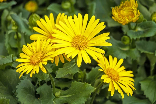 Doronicum Orientale Flores Amarelas Cintilantes Tipo Margarida Jardim Primavera — Fotografia de Stock
