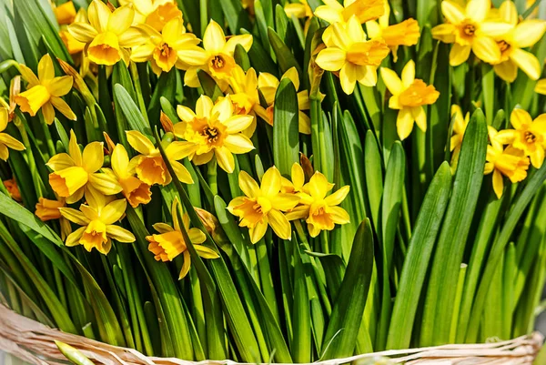 Large Bunch Fresh Yellow Daffodils — Stock Photo, Image