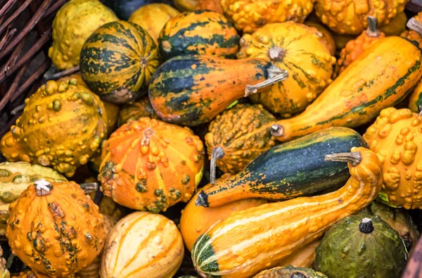 Freshly Picked Yellow Golden Little Ornamental Pumpkins Wicker Basket — Stock Photo, Image