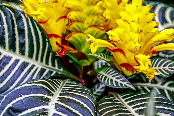 Zebra Bitki Aphelandra Squarrosa Süs Houseplant — Stok fotoğraf