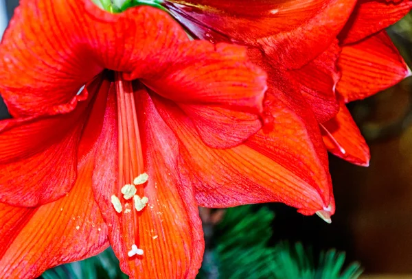 Kwiat Amarylis Hippeastrum — Zdjęcie stockowe