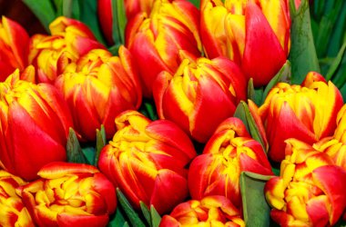 Kırmızı-sarı lale buketi