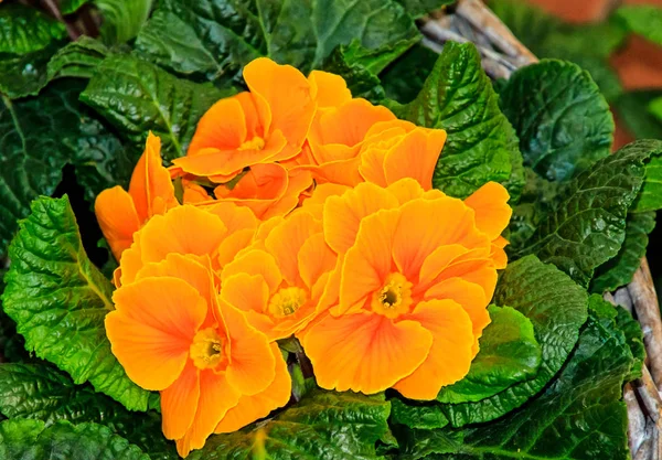 黄金色とオレンジ色のサクラソウの花バスケット — ストック写真