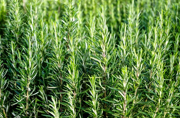 Fundo Alecrim Rosmarinus Officinalis — Fotografia de Stock