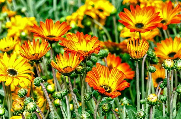 Afrikaanse Madeliefjes Berenoor Exposeren Felgekleurde Daisy Achtige Bloemen Achtergrond — Stockfoto