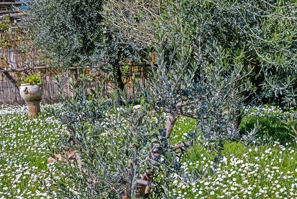 Olive Tree Daisy Weide Een Huis Tuin — Stockfoto