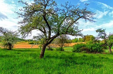 Hessian yeşil bahar manzara elma ağaçlarının çiçek açması ile