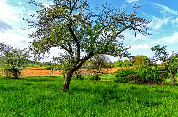 Hessische Groene Lente Landschap Met Bloeiende Appelbomen — Stockfoto