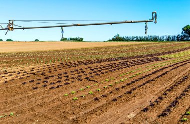 Organik tarım Almanya - büyük ölçekli ekimi meşe yaprak marul