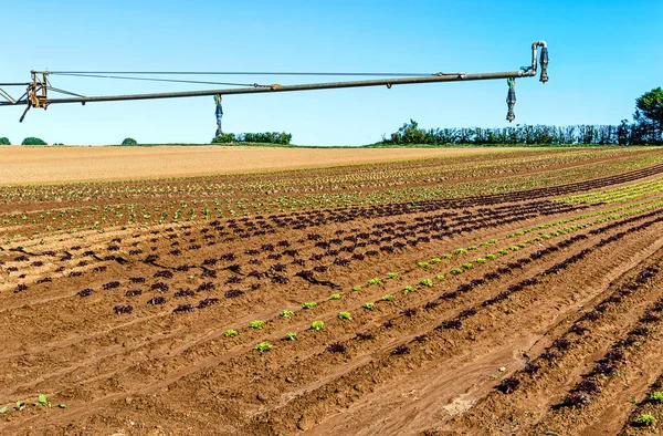Ekologiskt Jordbruk Tyskland Storskalig Odling Eklöv Sallad — Stockfoto