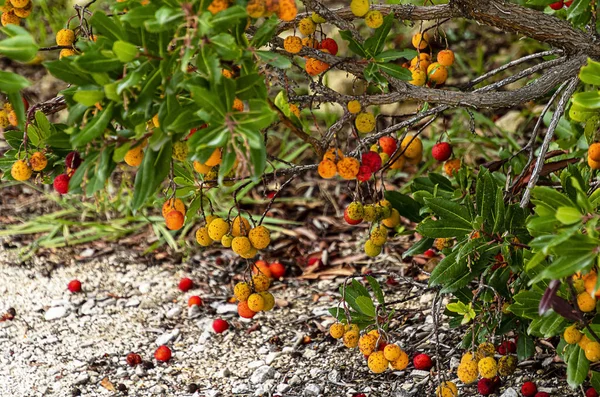 Immergrüne Erdbeere Arbutus Unedo — Stockfoto