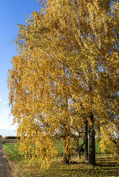 Yol Kenarında Sonbahar Renklerinde Ihlamur Ağaçları Olan Kırsal Alan Almanya — Stok fotoğraf
