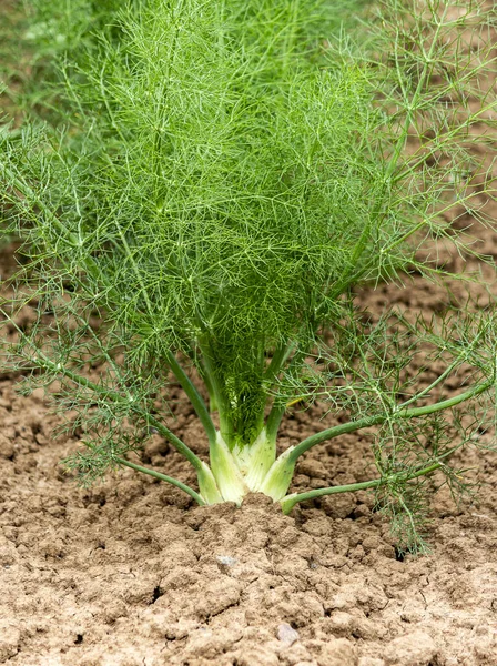 Wonderful Solitary Fennel Plant Harvest Stock Picture
