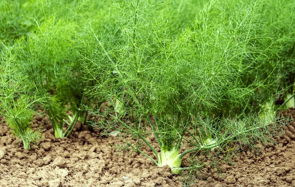 ドイツの有機農場で成長しているフェンネルの植物の列 ストック写真