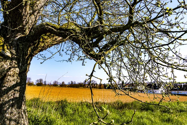 Venkovská Hesenská Krajina Starými Jabloněmi Jaře — Stock fotografie