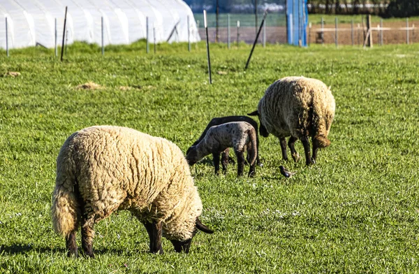 Pecore Pascolo Lussureggiante Campo Verde Una Fattoria Assia Germania — Foto Stock