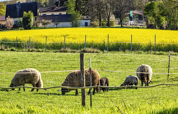 Schafe Weiden Auf Saftig Grünem Frühlingsland Hessen Deutschland — Stockfoto
