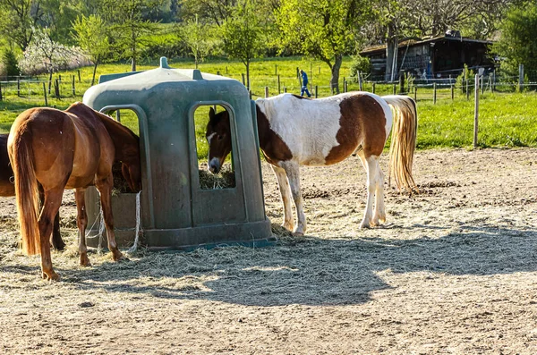Konie Jedzące Siano Miejscu Karmienia Farmie Hesja Niemcy — Zdjęcie stockowe