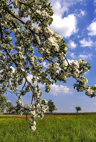 Venkovská Krajina Kvetoucími Jabloněmi Zelené Louce — Stock fotografie