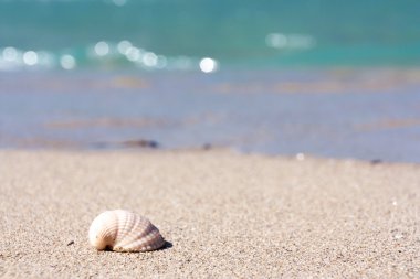 Kumsalda deniz kabuğu