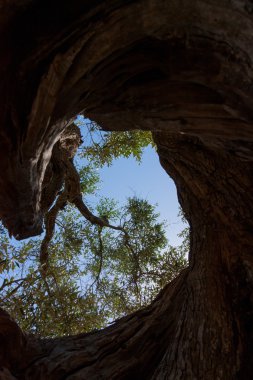 Tipik bitki karışık zeytin
