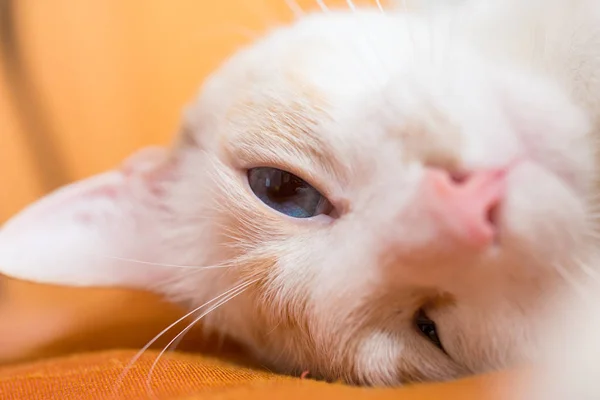 White cat asleep — Stock Photo, Image