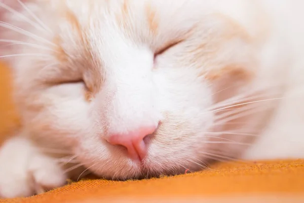 White cat asleep — Stock Photo, Image