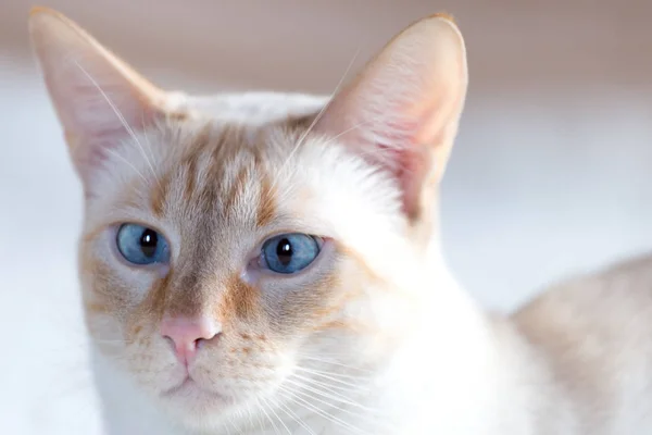Biały kot z niebieskimi oczami — Zdjęcie stockowe