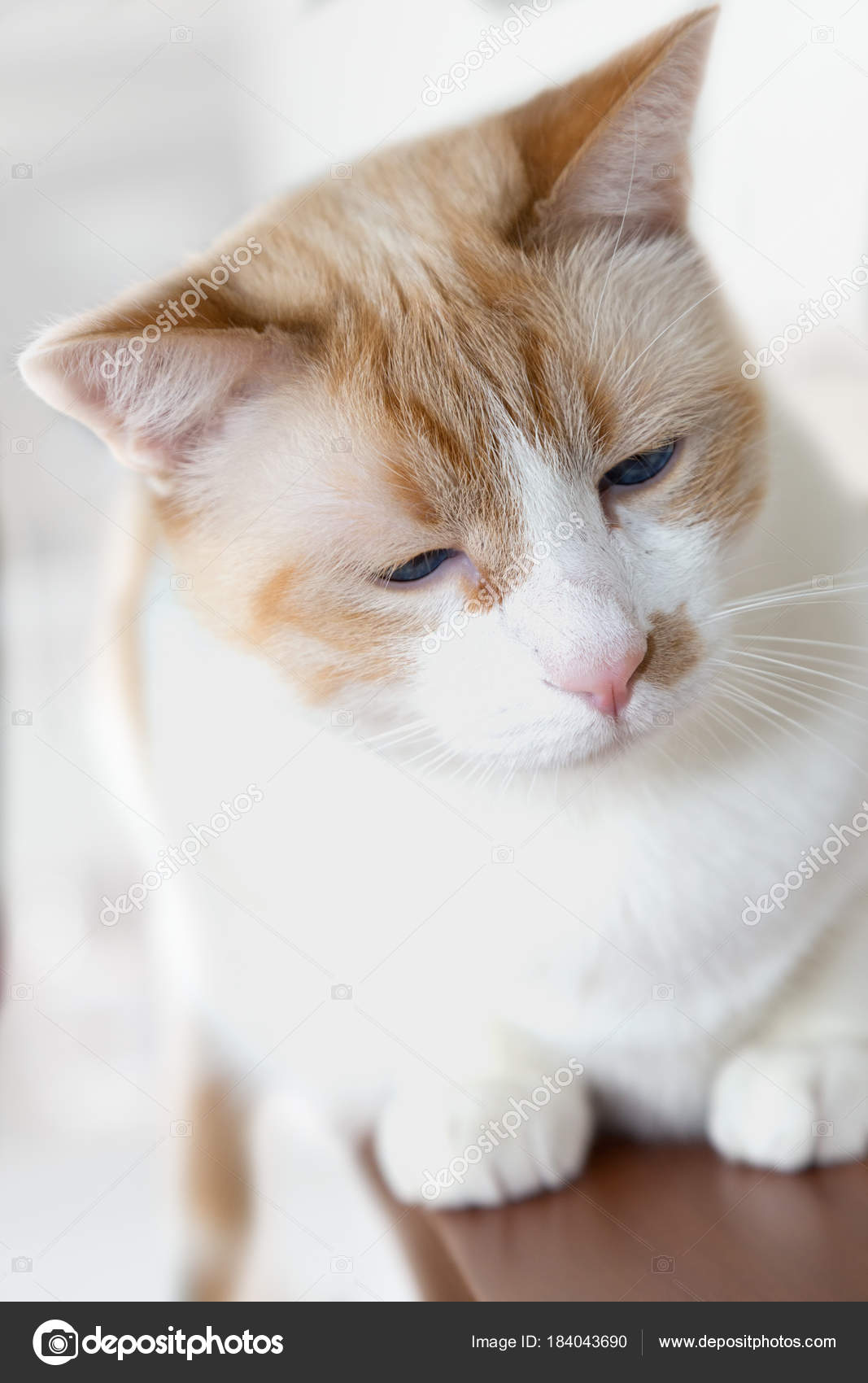 Chat Blanc Aux Yeux Bleus Photographie Darvale 184043690