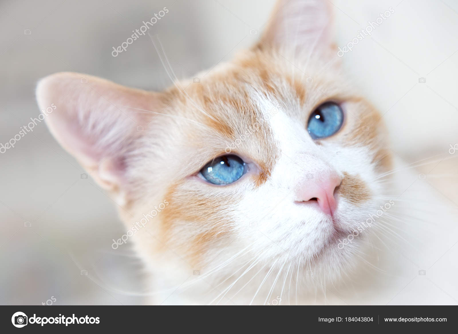 Weiße Katze Mit Blauen Augen Stockfoto Darvale 184043804