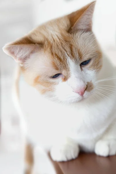 Kucing putih dengan mata biru — Stok Foto