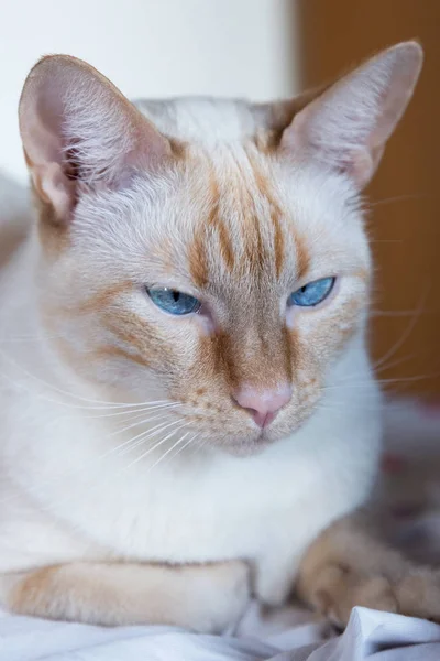 Білий кіт з блакитними очима — стокове фото