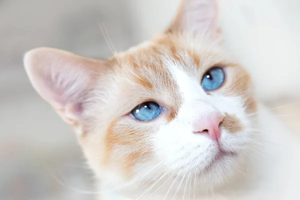 Weiße Katze mit blauen Augen lizenzfreie Stockfotos