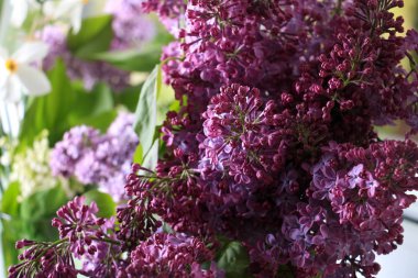 Bush, Lila, leylak arka plan