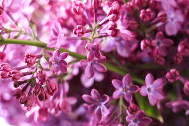 Bush, Lila, leylak arka plan