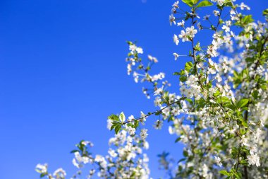 Bahar güneşinde beyaz kiraz çiçekleri, mavi gökyüzü ve metin için yer.