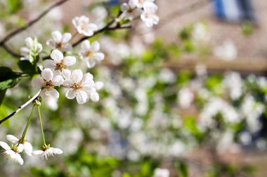Bahar güneşinde beyaz kiraz çiçekleri metin için yer alır.