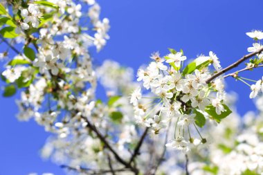 Bahar güneşinde beyaz kiraz çiçekleri, mavi gökyüzü ve metin için yer.