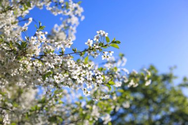 Bahar güneşinde beyaz kiraz çiçekleri, mavi gökyüzü ve metin için yer.
