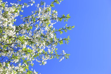 Bahar güneşinde beyaz kiraz çiçekleri, mavi gökyüzü ve metin için yer.