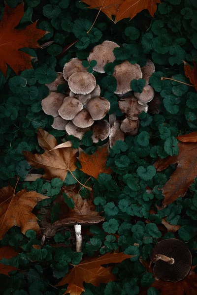 Pilze Wald Unter Den Blättern — Stockfoto